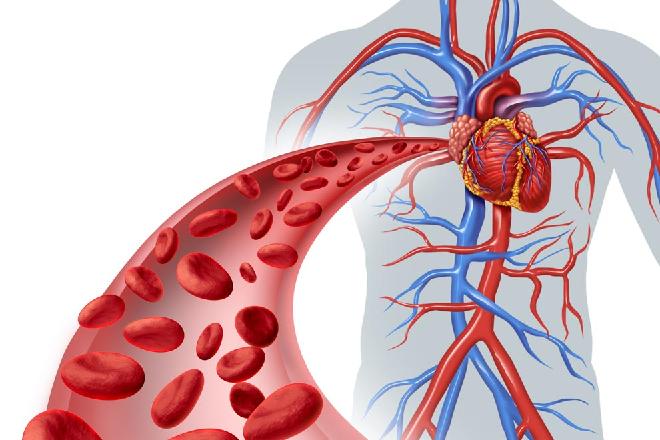 Resultado de imagen de cardiovasculares