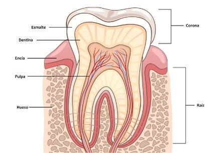 Anatomía del diente