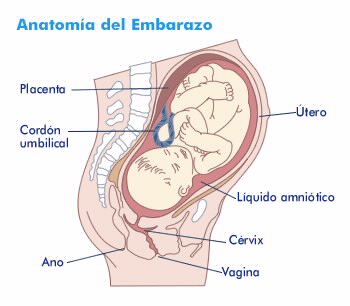 Como Es Un Embarazo Normal