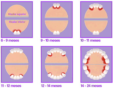 Resultat d'imatges de dientes