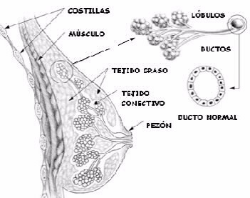 Partes de un pecho