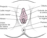Aparato genital femenino