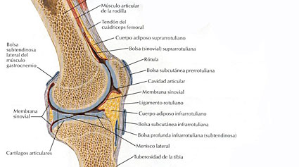 Prohibición Viajero Generacion Anatomía de la rodilla