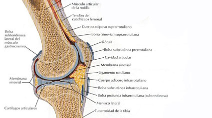 electo Chapoteo Haz todo con mi poder Anatomía de la rodilla