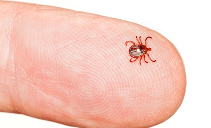 Resultado de imagen para enfermedad de lyme