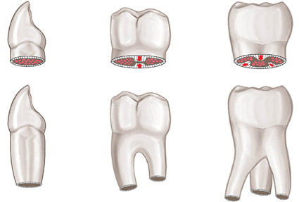 tipos de dientes