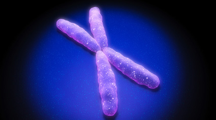 cromosoma X
