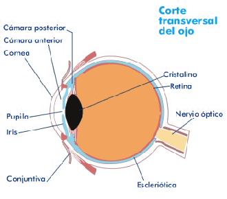 corte transversal del ojo