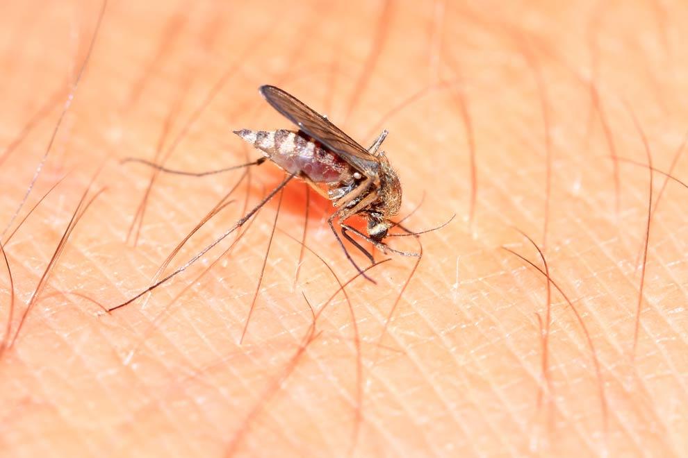 virus zika