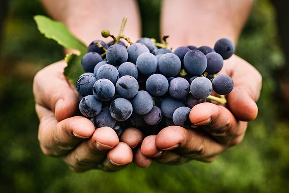 Beneficios del resveratrol uvas