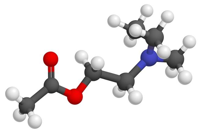 La acetilcolina y su papel en el alzheimer 