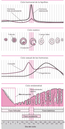 El ciclo menstrual