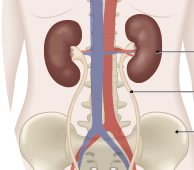 Representación de la función renal