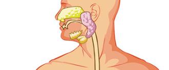 glándulas parótidas