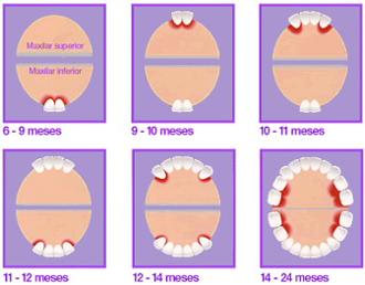 Imagen embarazo recienNacido formacion dientes