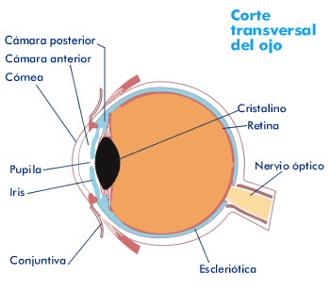 corte transversal del ojo