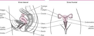 El utero