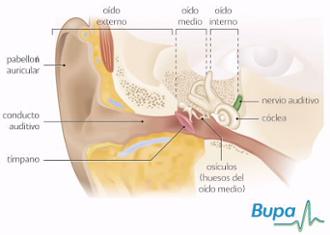 Partes del oido