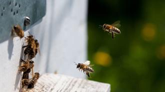 alergia insectos