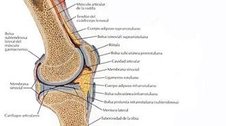anatomía de la rodilla