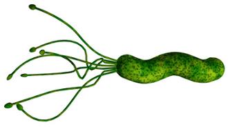 bacteria helicobacter pylori