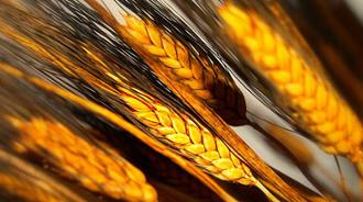 intolerancia al gluten