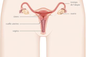 Información sobre el aparato genital femenino