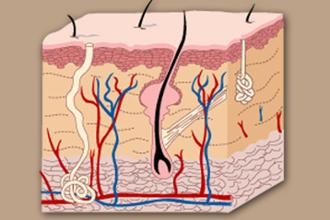 Información sobre lesiones cutáneas